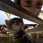 Alloggio per agriturismo Bioferienhof Brueckler Laussa