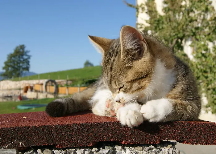 Çiftlik konaklama Bioferienhof Brueckler