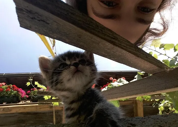 Κατάλυμα σε φάρμα Bioferienhof Brueckler Laussa